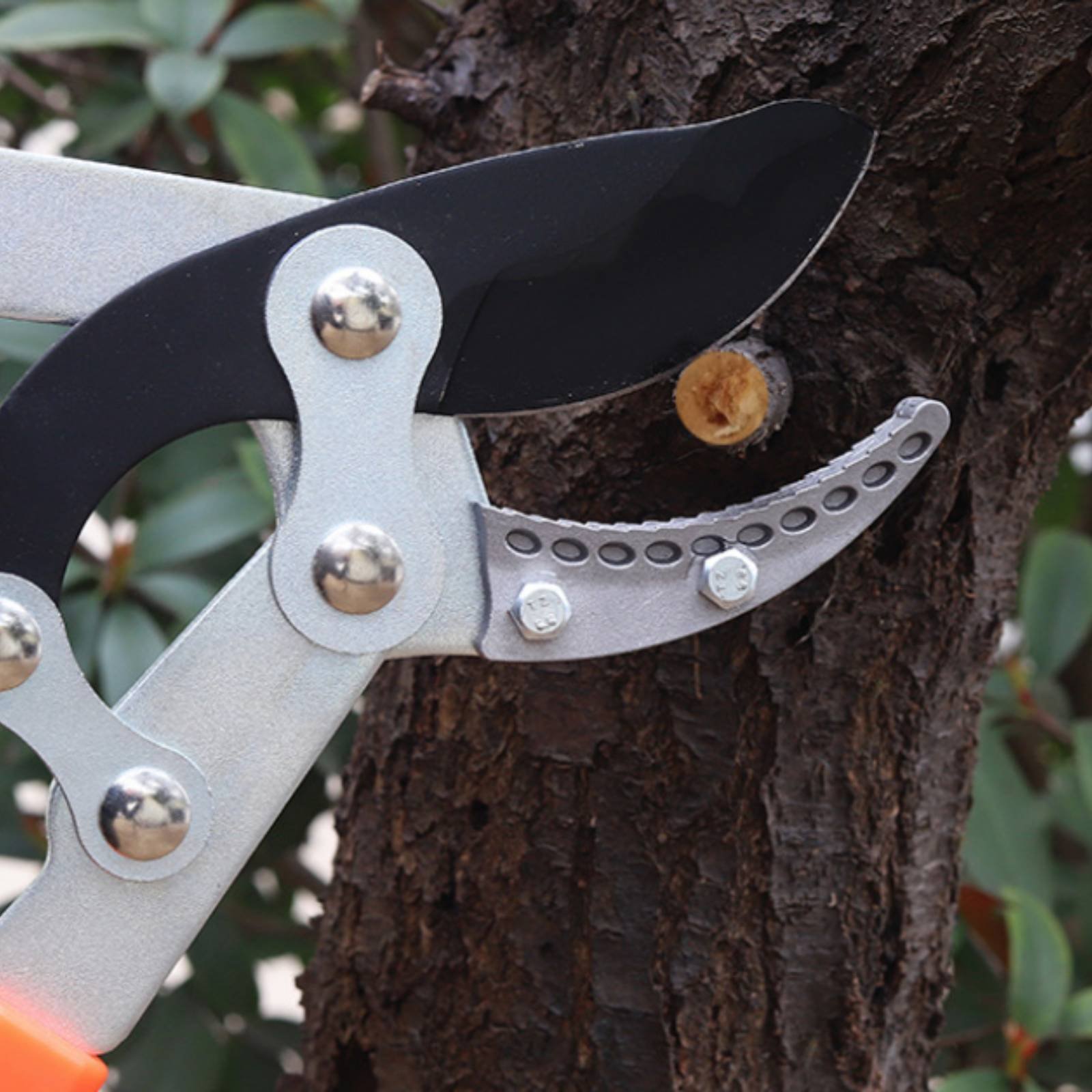 Pemangkas Cabang Teleskopik Pi - Garden Tools ulasan dan harga